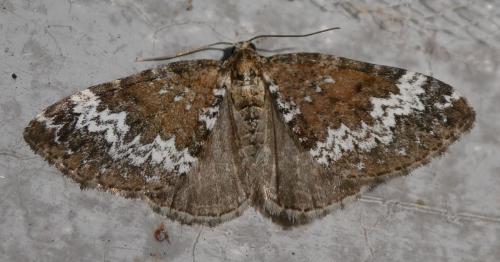 Perizoma alchemillata